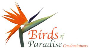 Birds of Paradise - Ajijic, Chapala, Mexico